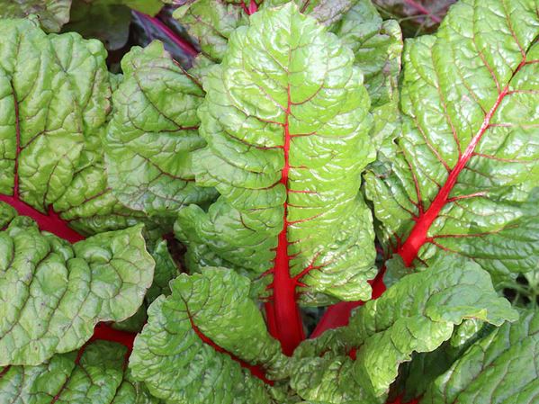 CHARD 'Rhubarb Supreme'