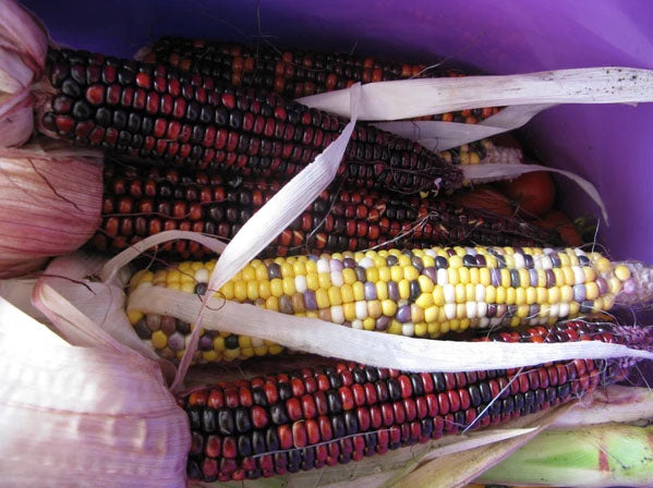 CORN 'Riverspirit Rainbow'