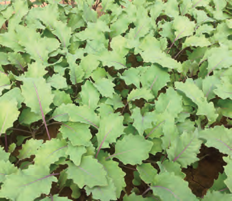 KALE 'CN-RKAL 1039 Red'