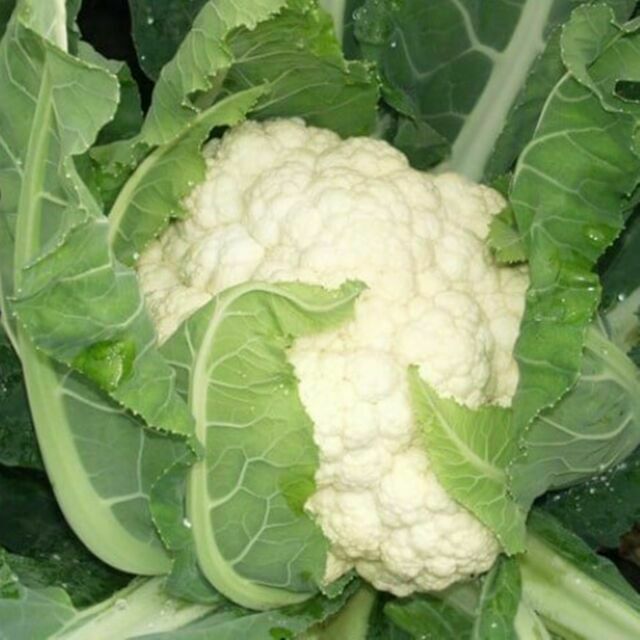 CAULIFLOWER 'Rober'