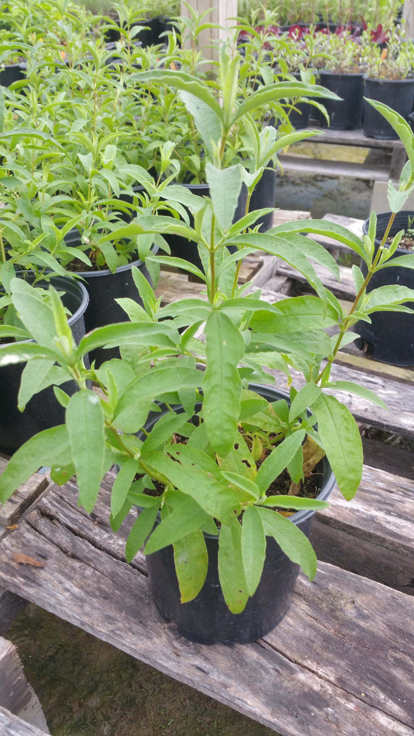 Cistus purpureus --Orchid Rock Rose--