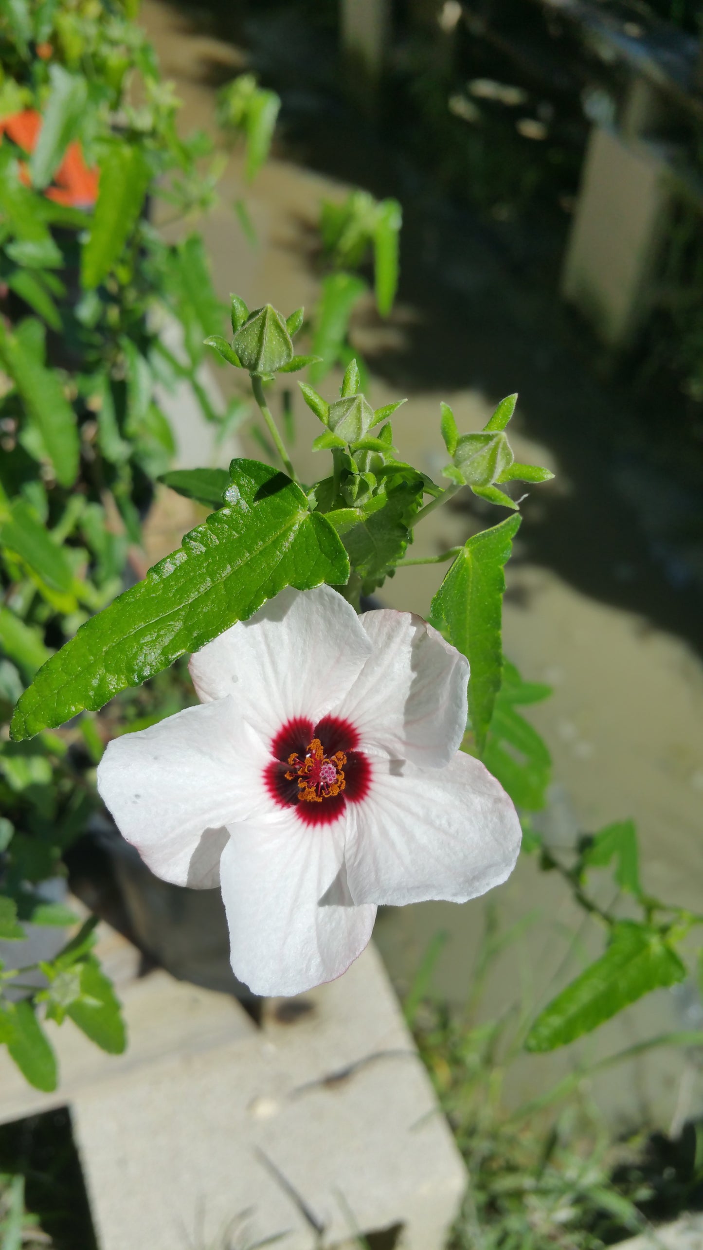 Pavonia hastata --Brazilian Rock Rose--
