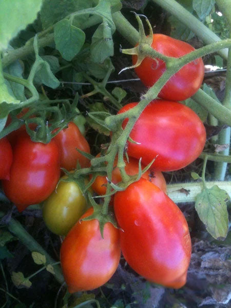 TOMATO 'Ropreco'