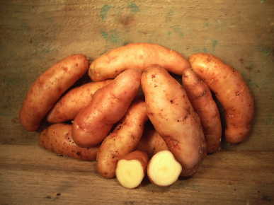 POTATO 'Rose Finn Apple Fingerling'