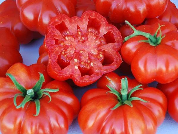 TOMATO 'Rosso Sicilian'