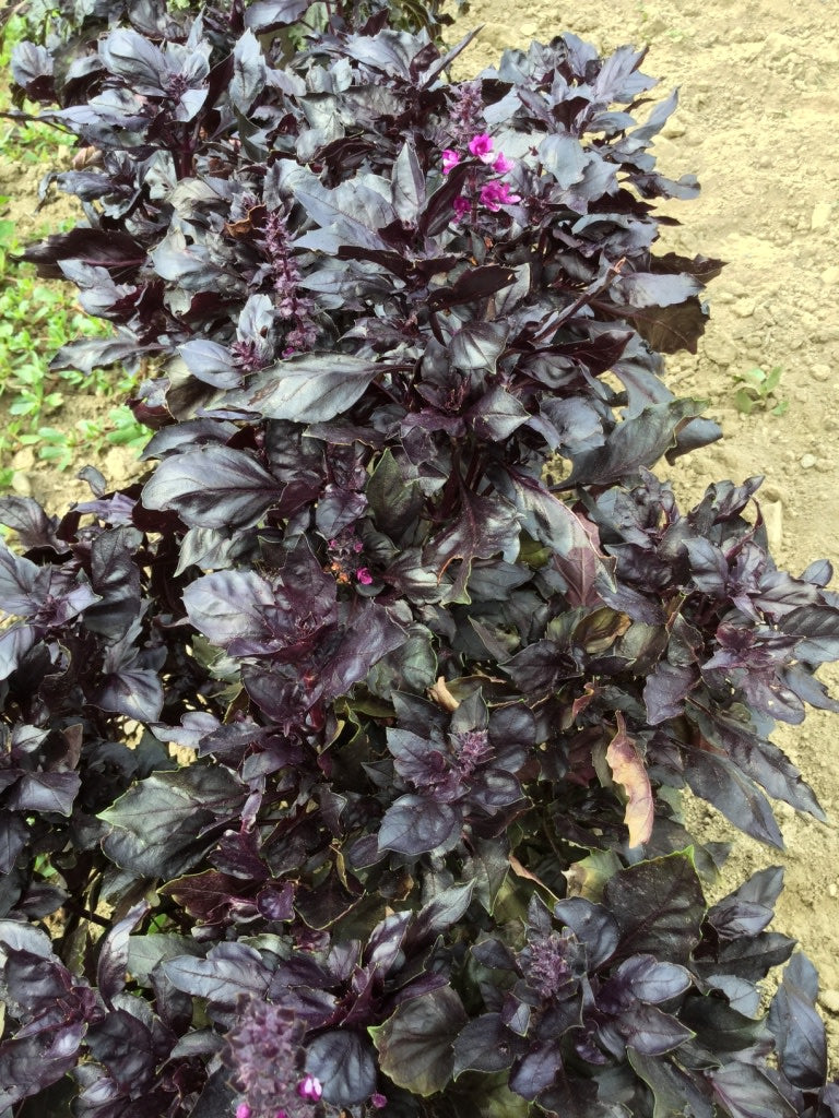 BASIL 'Round Midnight' --Ocimum basilicum--
