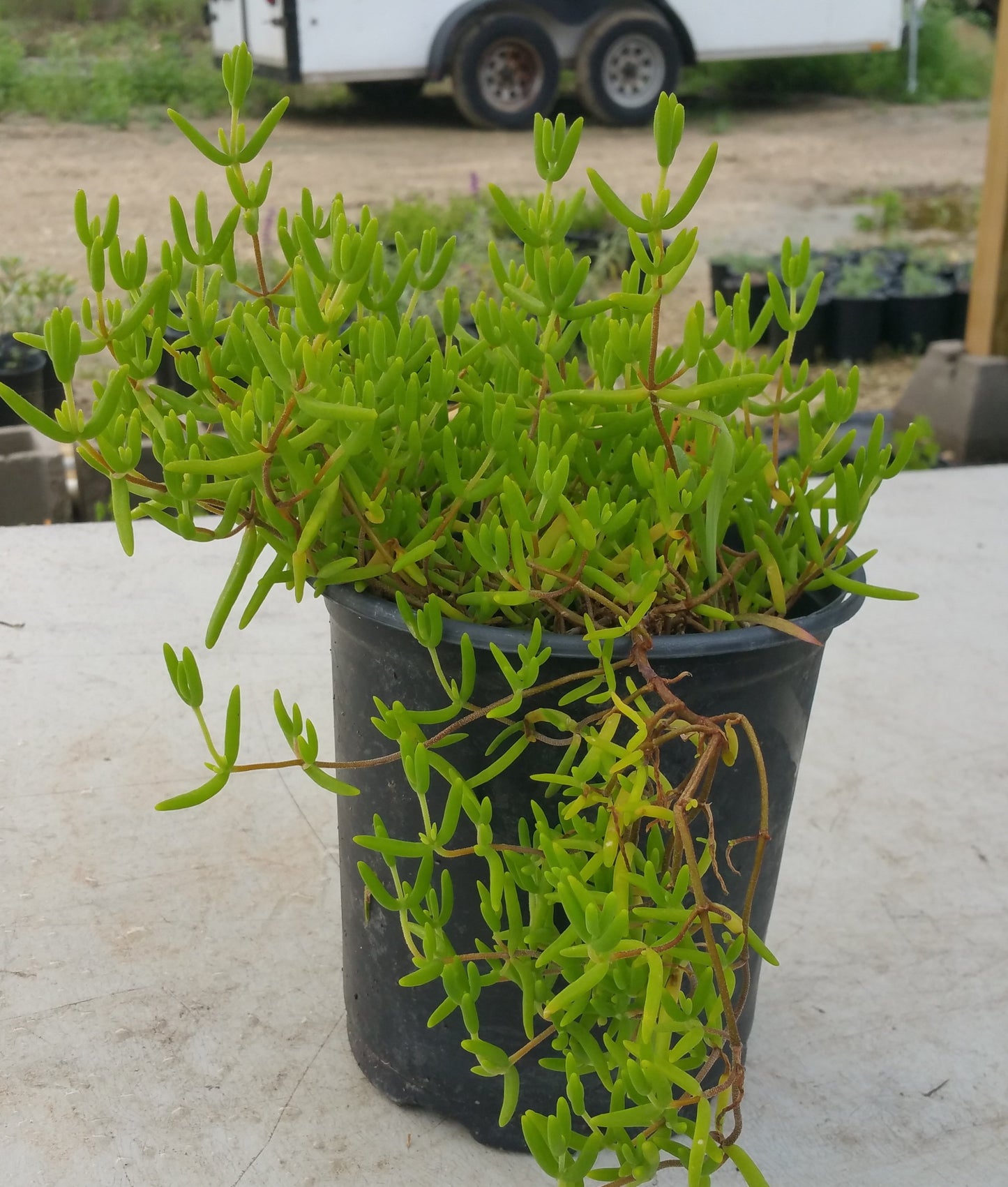 Drosanthemum speciosum --Upright Royal Dewflower--