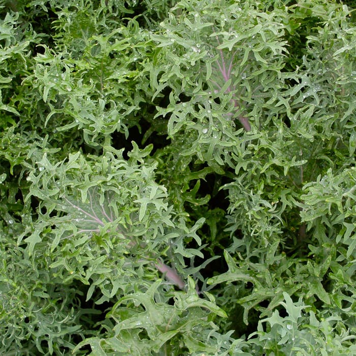 KALE 'Russian Frills'