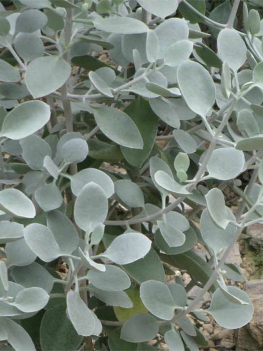 Kalanchoe bracteata 'Silver Teaspoons'