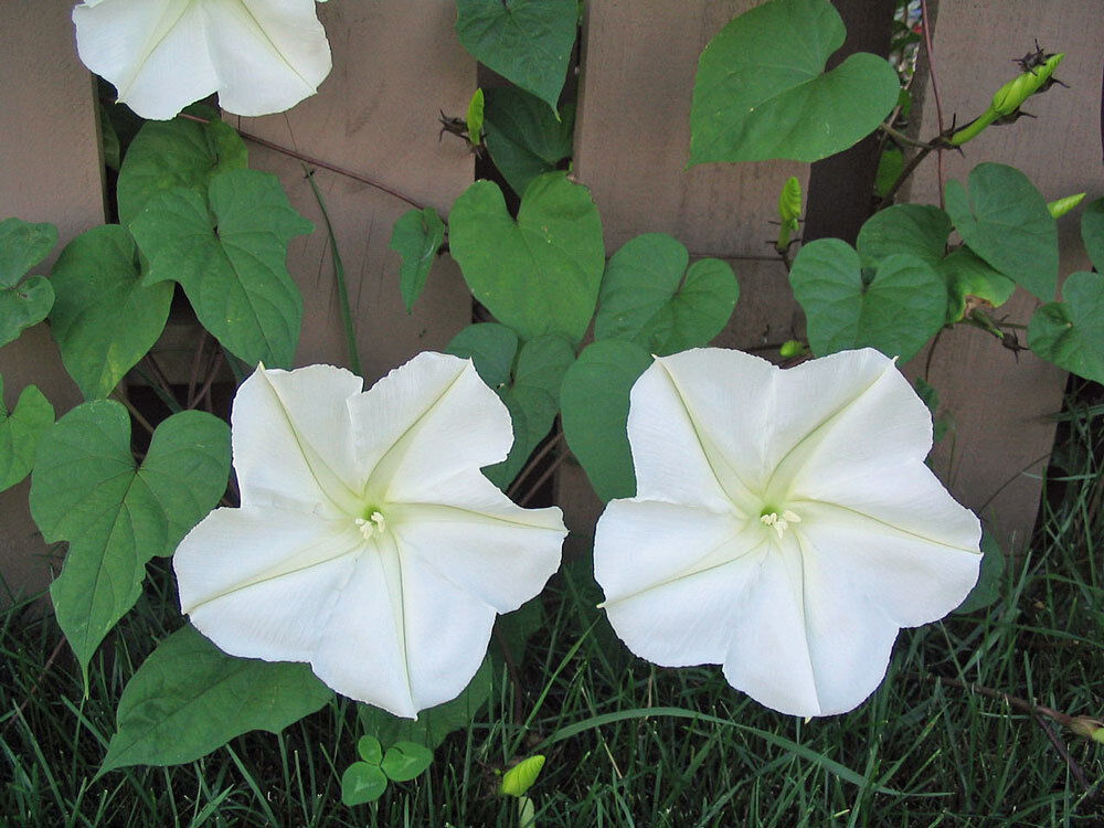 MORNING GLORY 'Night-Blooming' --Calonyction aculeatum--