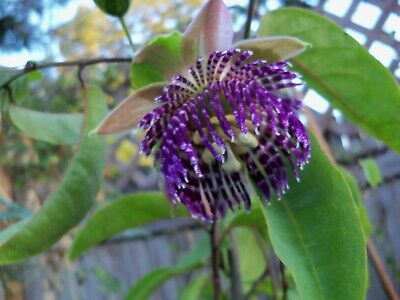 PASSIONFLOWER 'Water Lemon Edible' --Passiflora laurifolia--