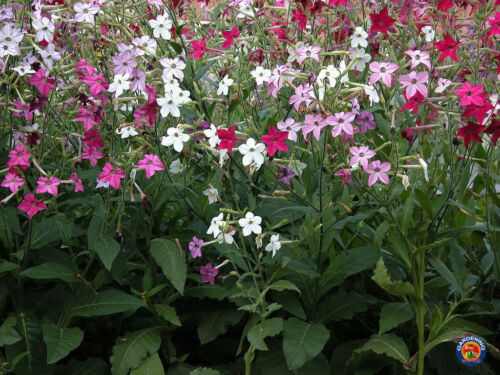 TOBACCO 'Sensation Mix' --Nicotiana alata--