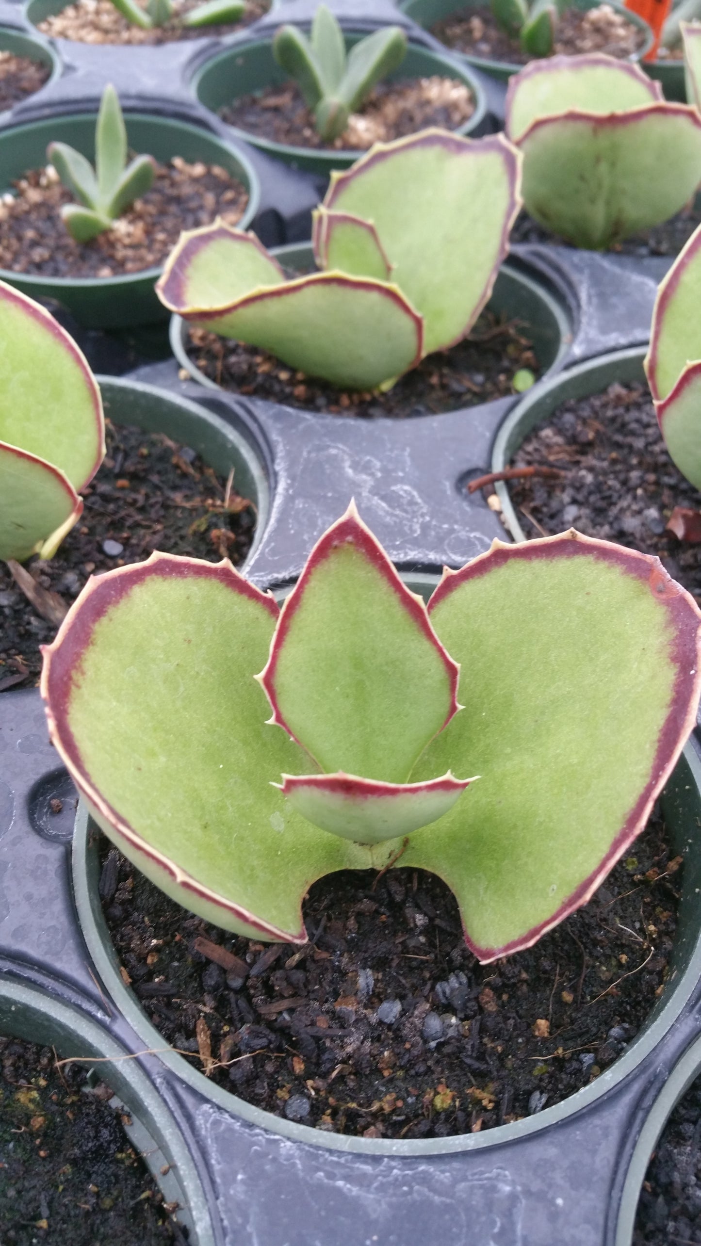 Young Kalanchoe plants showing red-bordered leaves with small serrations