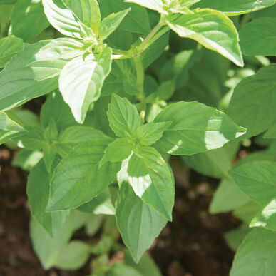 Light green pointed basil leaves in dappled sunlight