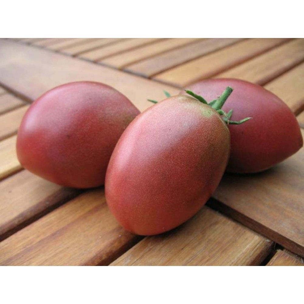 TOMATO 'Ukrainian Purple'