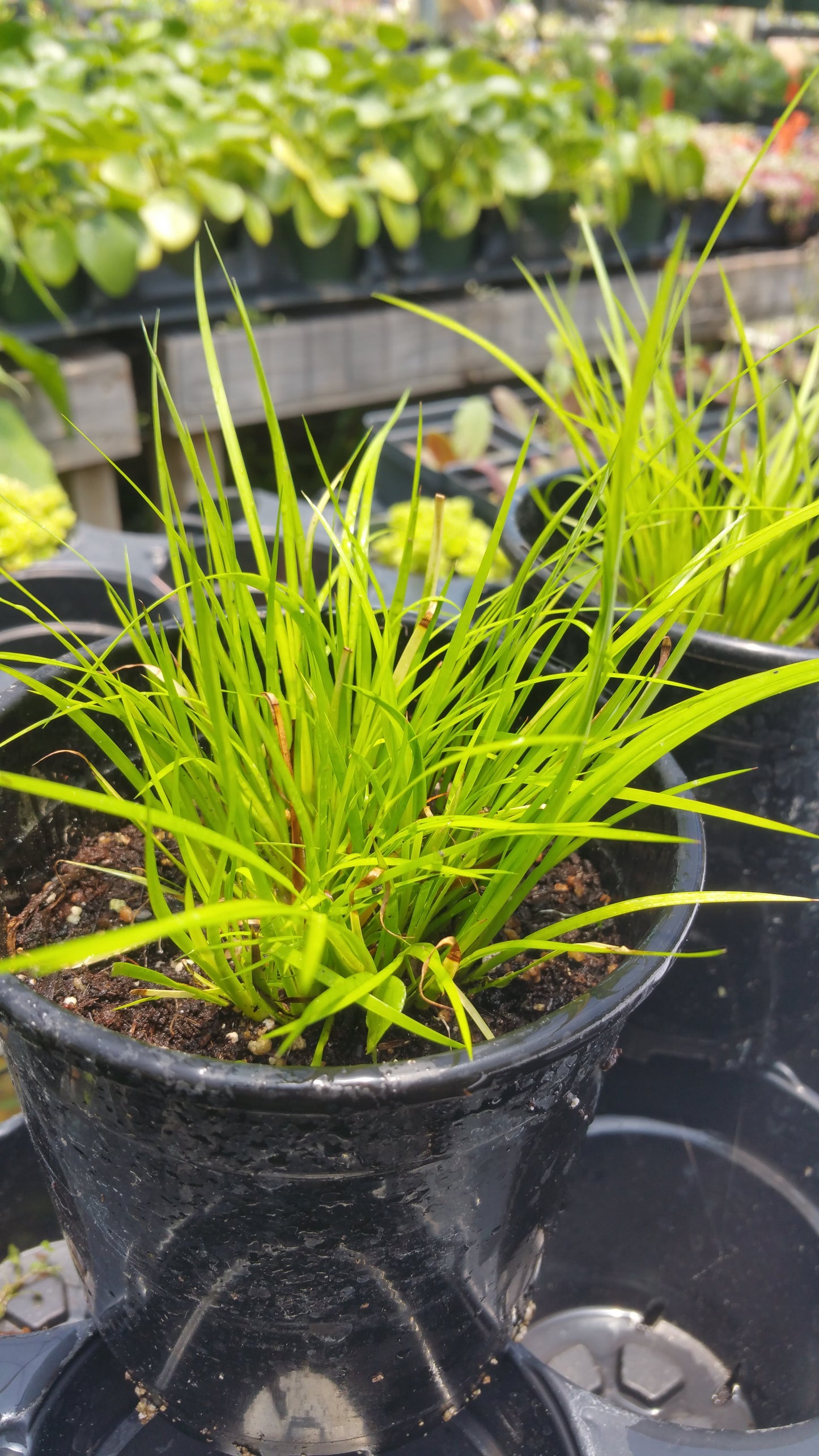 Acorus gramineus 'Minimus Aureus' --Dwarf Golden Sedge--