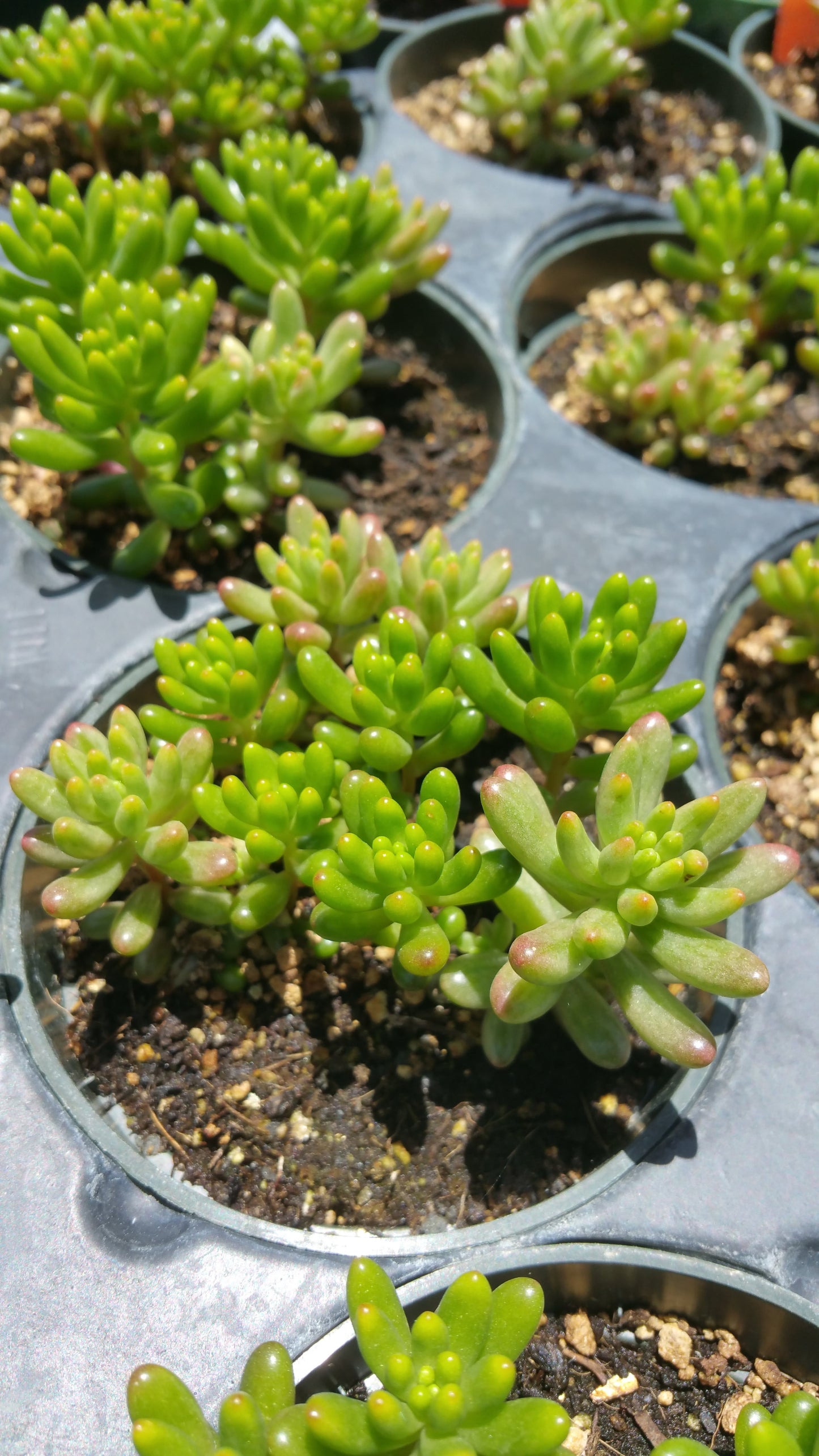 Sedum x rubrotinctum --Jelly Bean Mix--