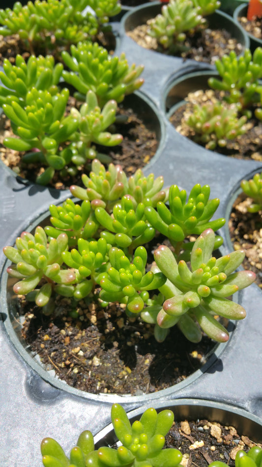 Sedum x rubrotinctum --Jelly Bean Mix--