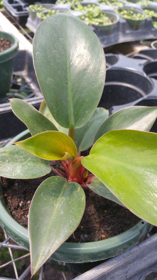 Philodendron 'Congo Rojo'