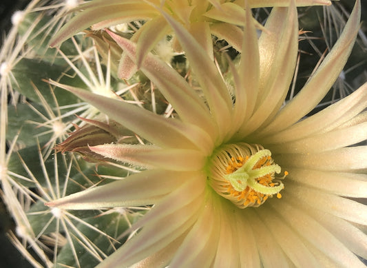 Escobaria missouriensis var. similis --Missouri Foxtail Cactus--