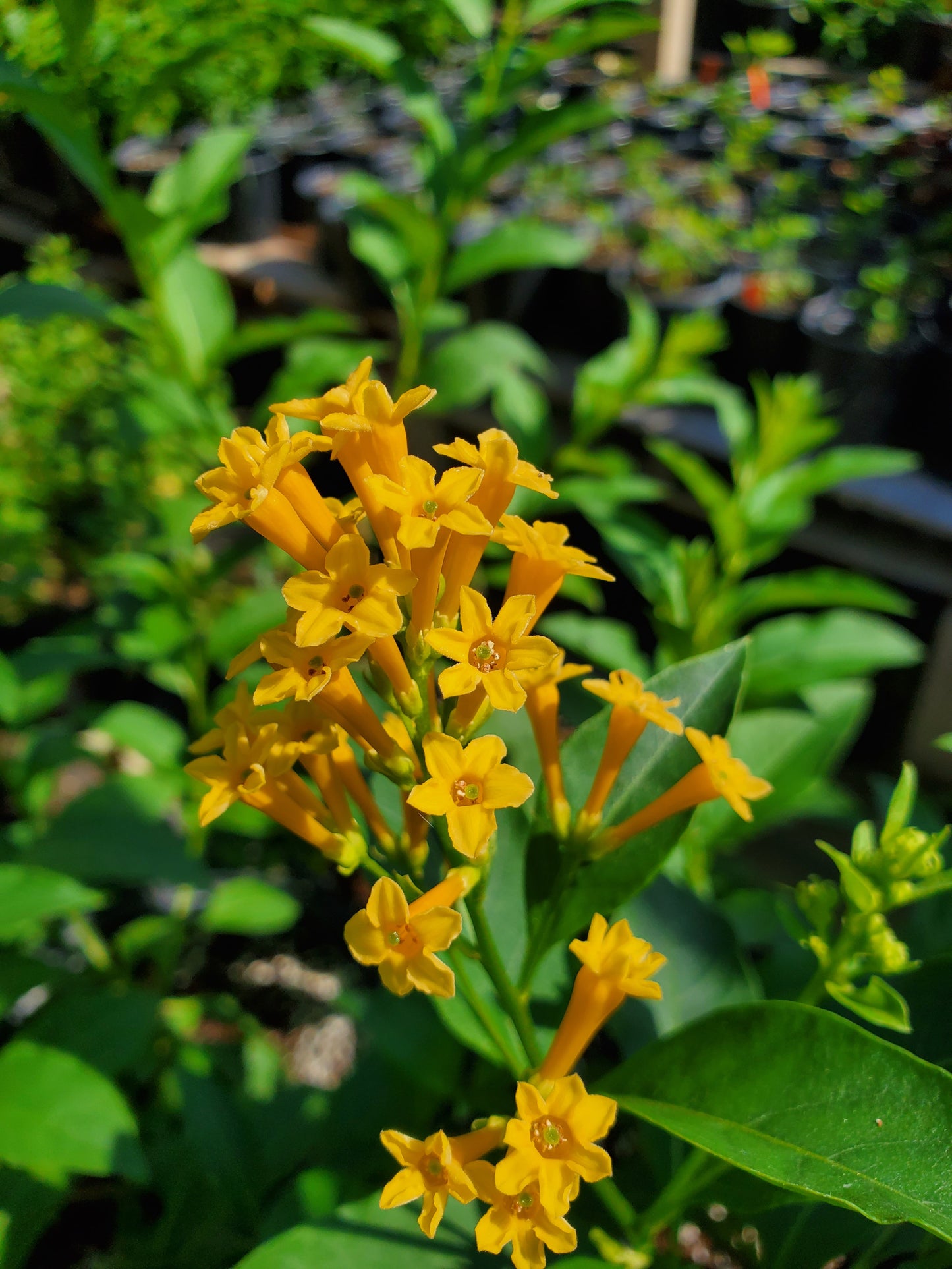 Cestrum diurnum x nocturnum 'Orange Peel'