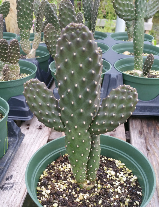 Consolea rubescens --Road Kill Cactus--