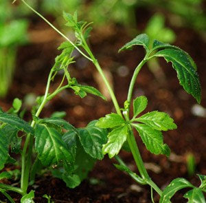 SWEET TEA VINE --Gynostemma pentaphyllum--