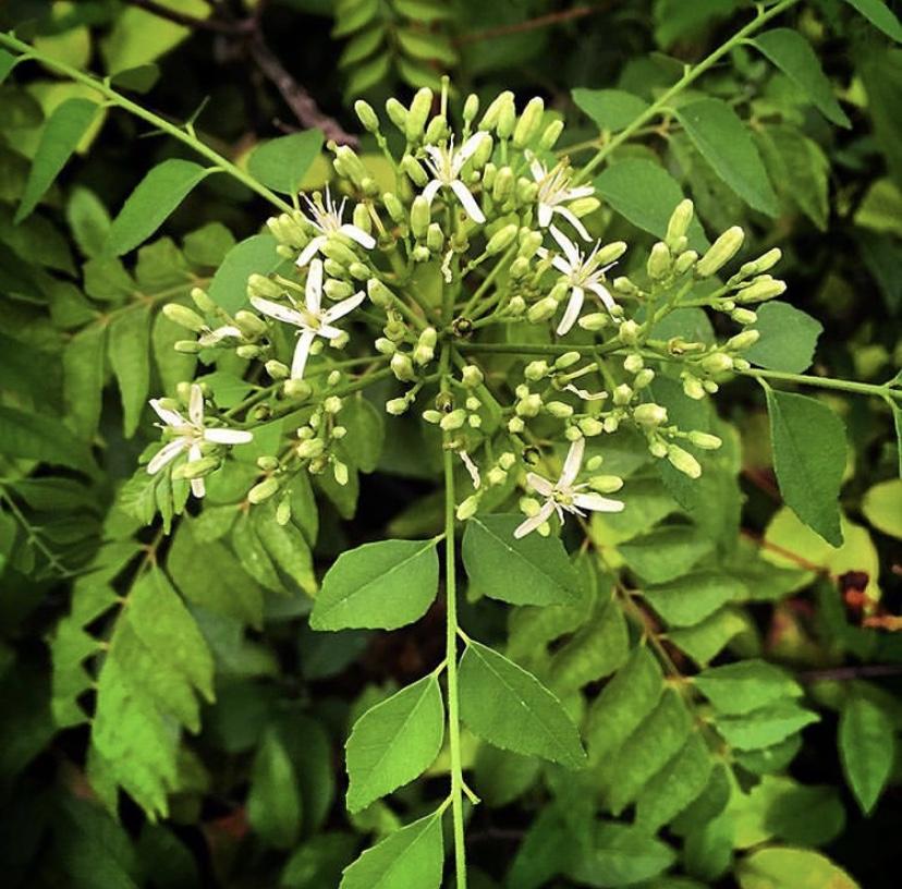 CURRY TREE --Murraya koenigii--