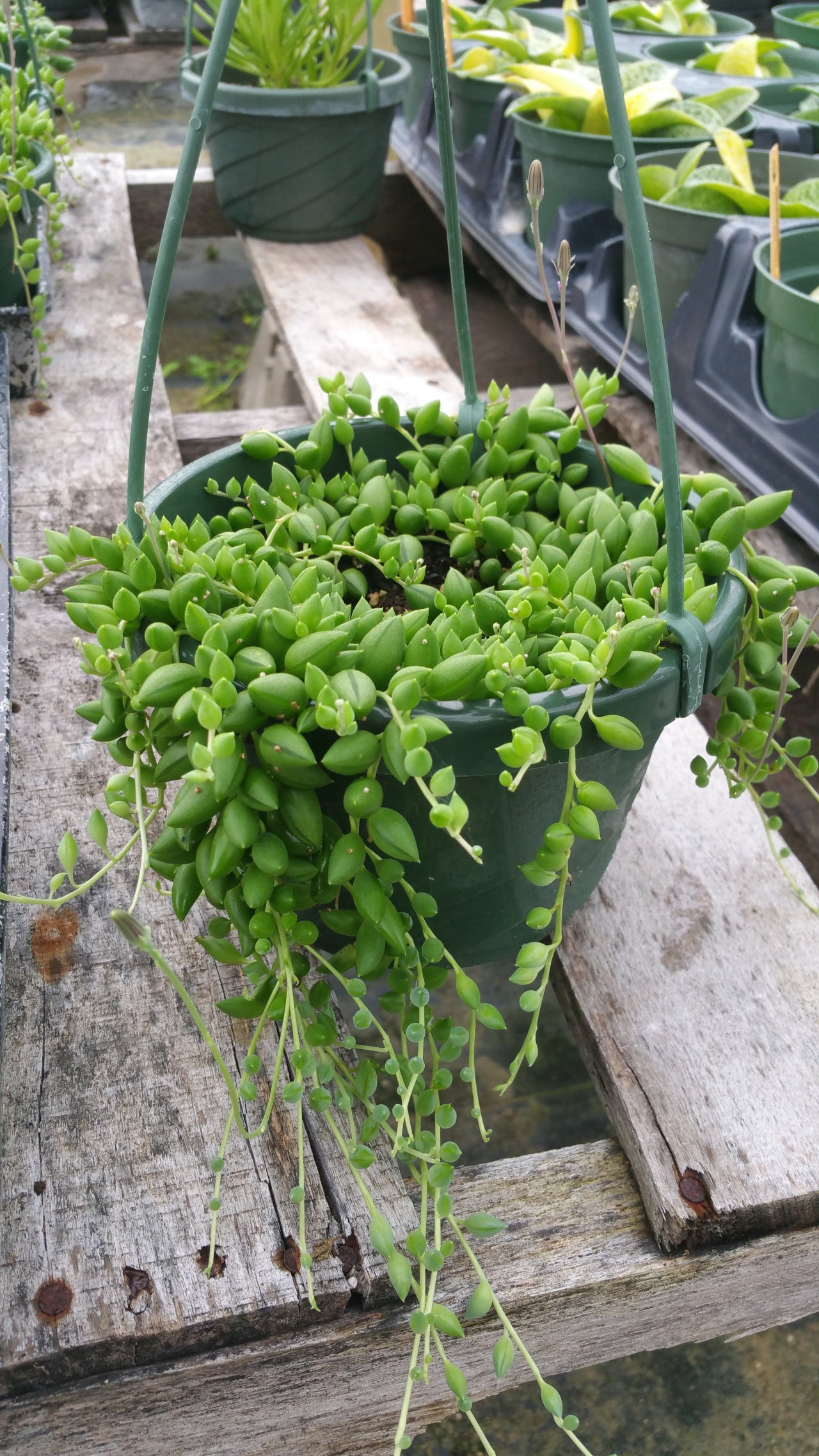 string of tears succulent Senecio herreanus --String of Tears--