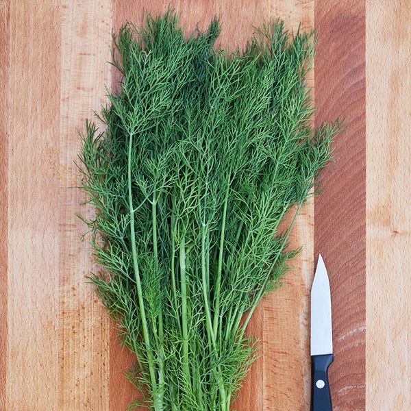 DILL 'Greensleeves' --Anethum graveolens--