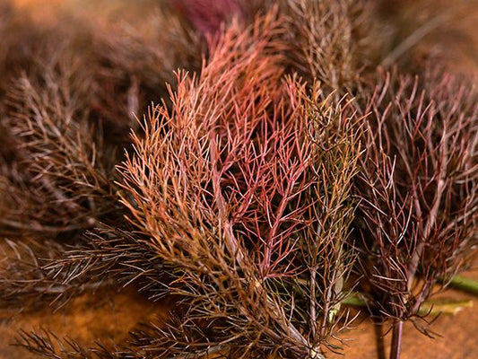FENNEL 'Bronze' --Foeniculum vulgare 'Rubrum'--