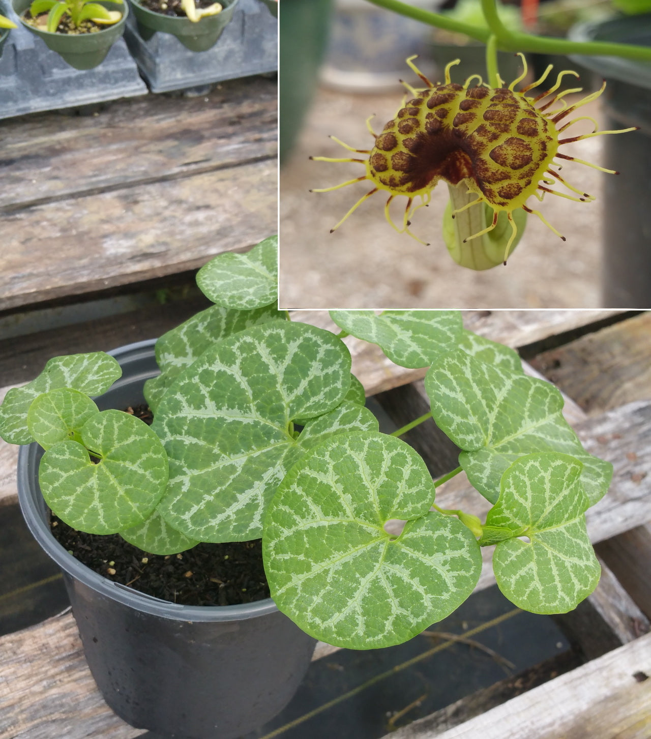 Aristolochia fimbriata --White-Veined Dutchman's Pipevine--