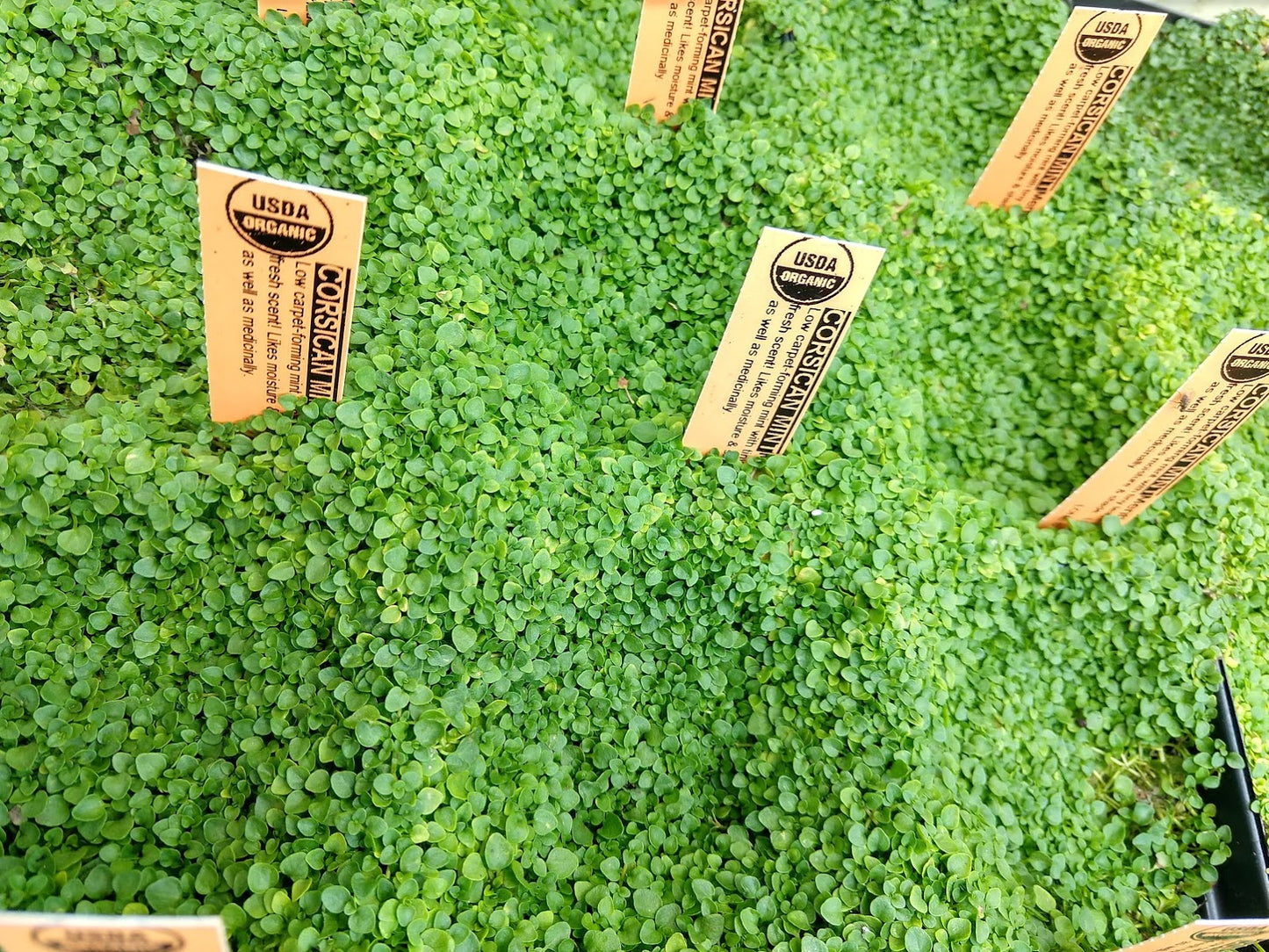MINT 'Corsican' --Mentha requienii--