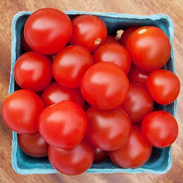 TOMATO 'Bing Cherry'
