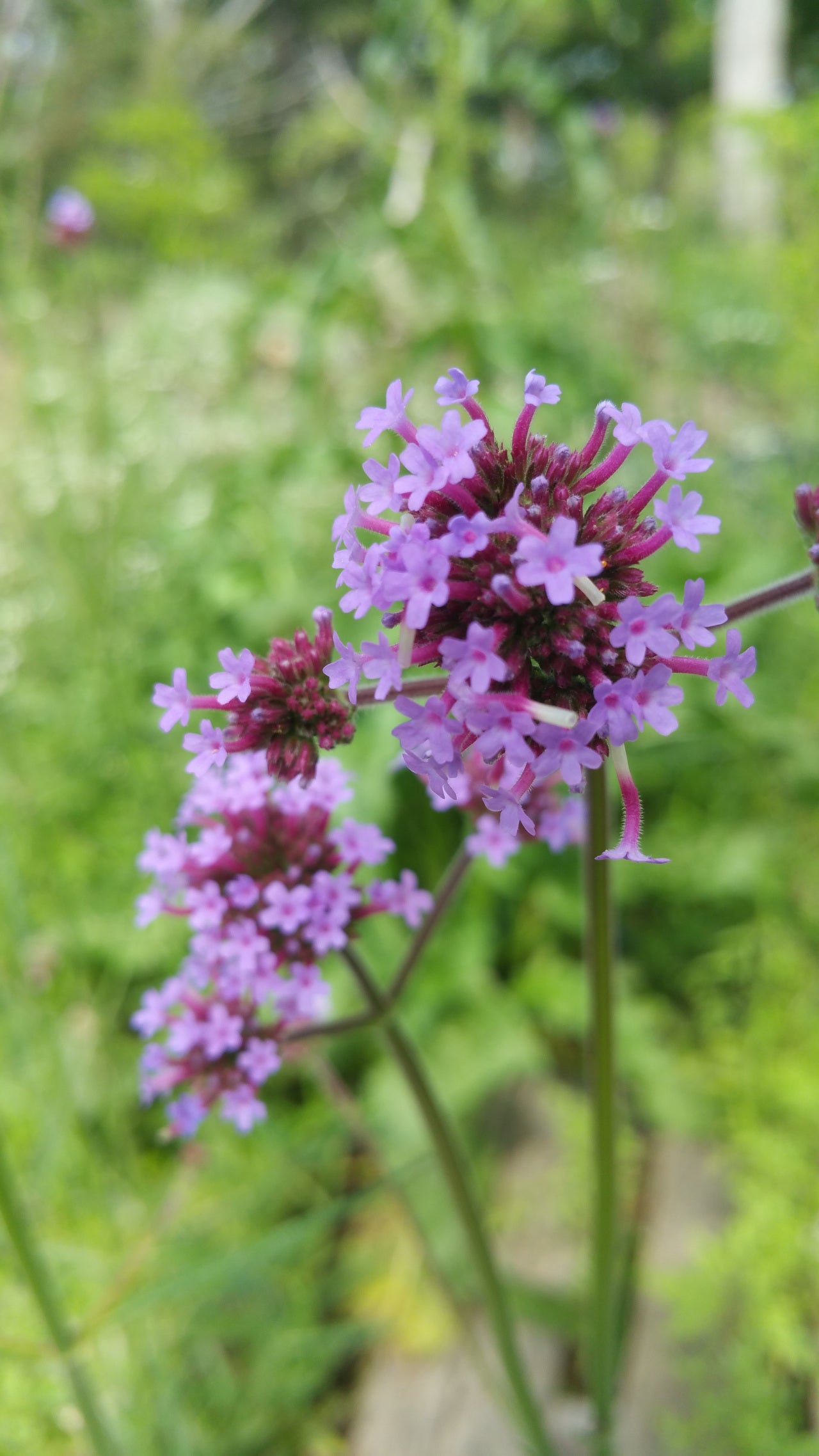 Verbena bonariensis --Tall Verbena--