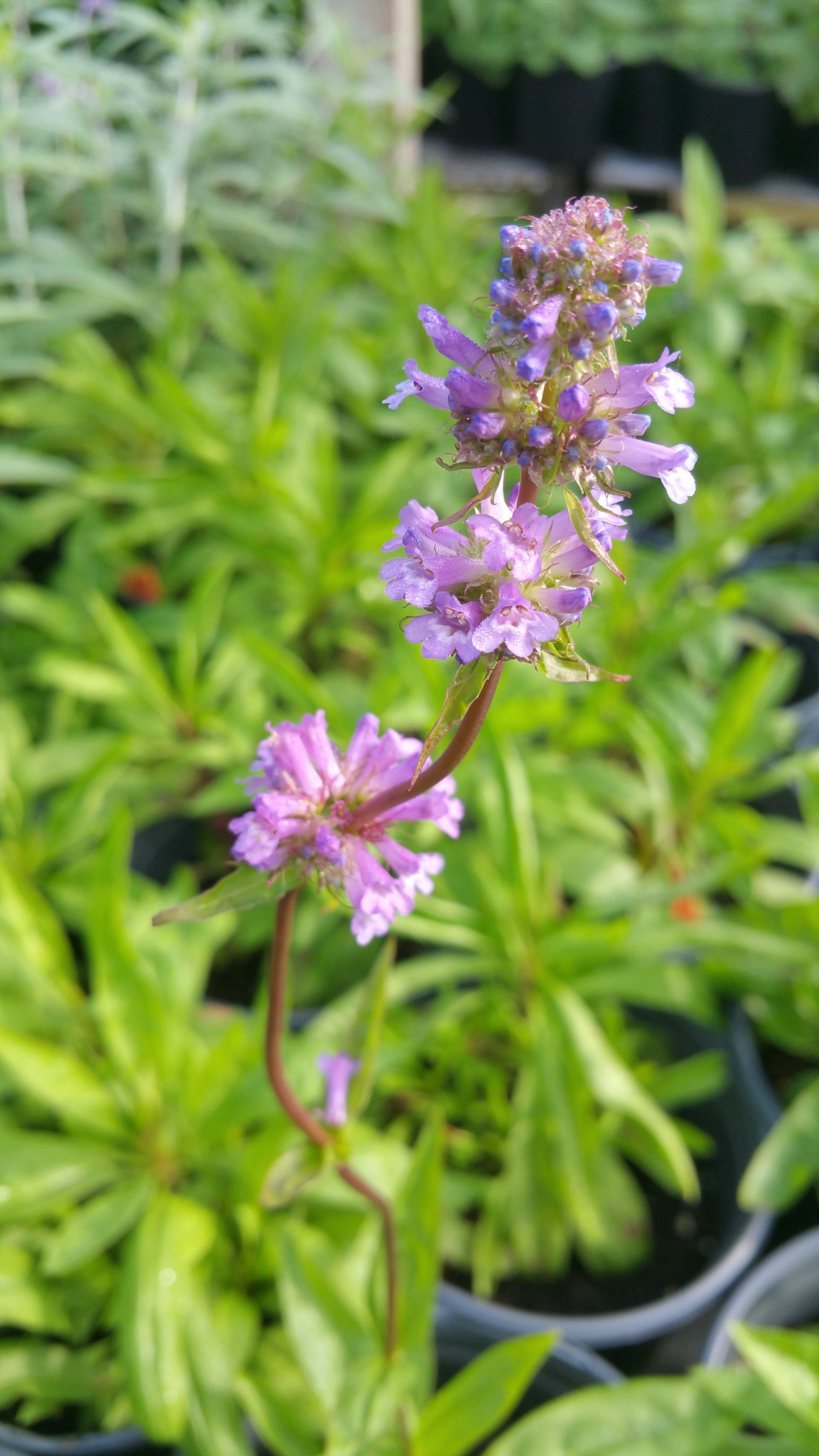 Penstemon attenuatus --Sulphur Penstemon--