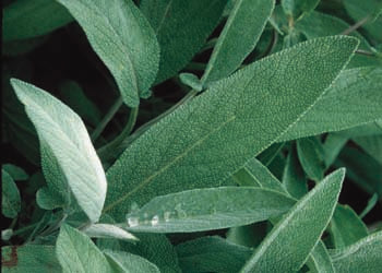 SAGE 'Extracta' --Salvia officinalis--