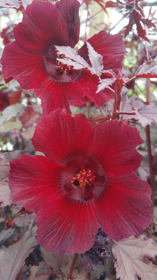 Hibiscus acetosella 'Mahogany Splendor'
