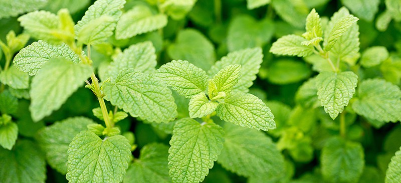 LEMON BALM --Melissa officinalis--