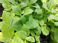 TOBACCO 'Perique' --Nicotiana tabacum--