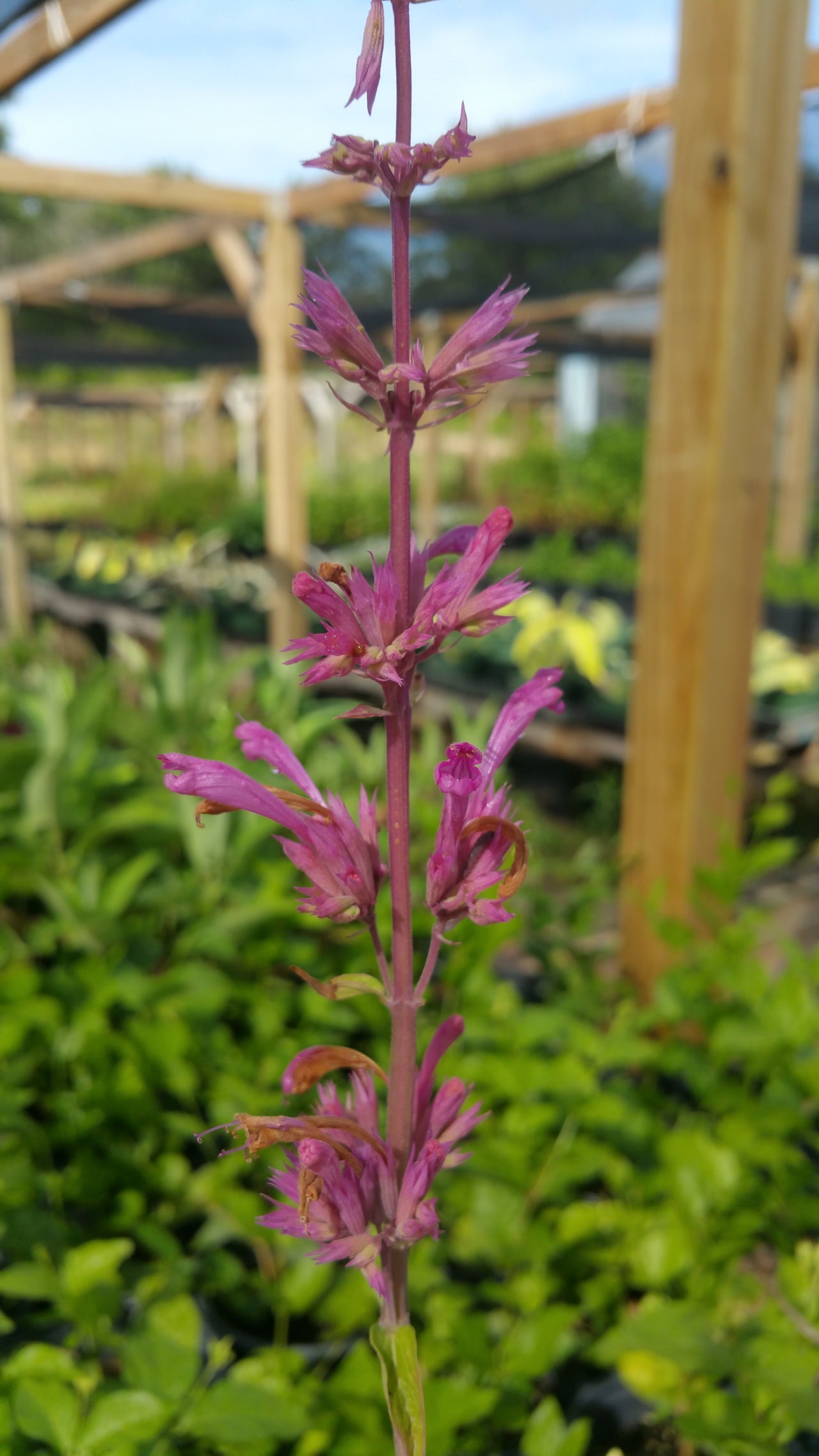 Agastache mexicana --Sangria Mexican Giant Hyssop--