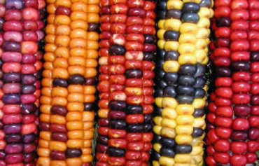 CORN 'Painted Mountain Flint & Field'