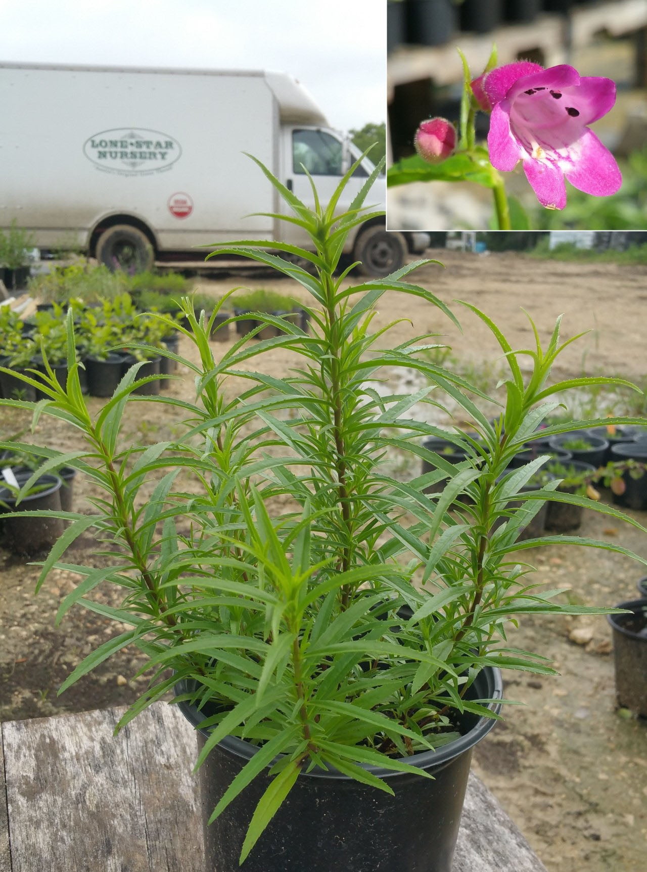Penstemon mexicali --Red Rocks Penstemon--