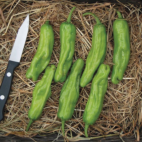 PEPPER 'Shishito'