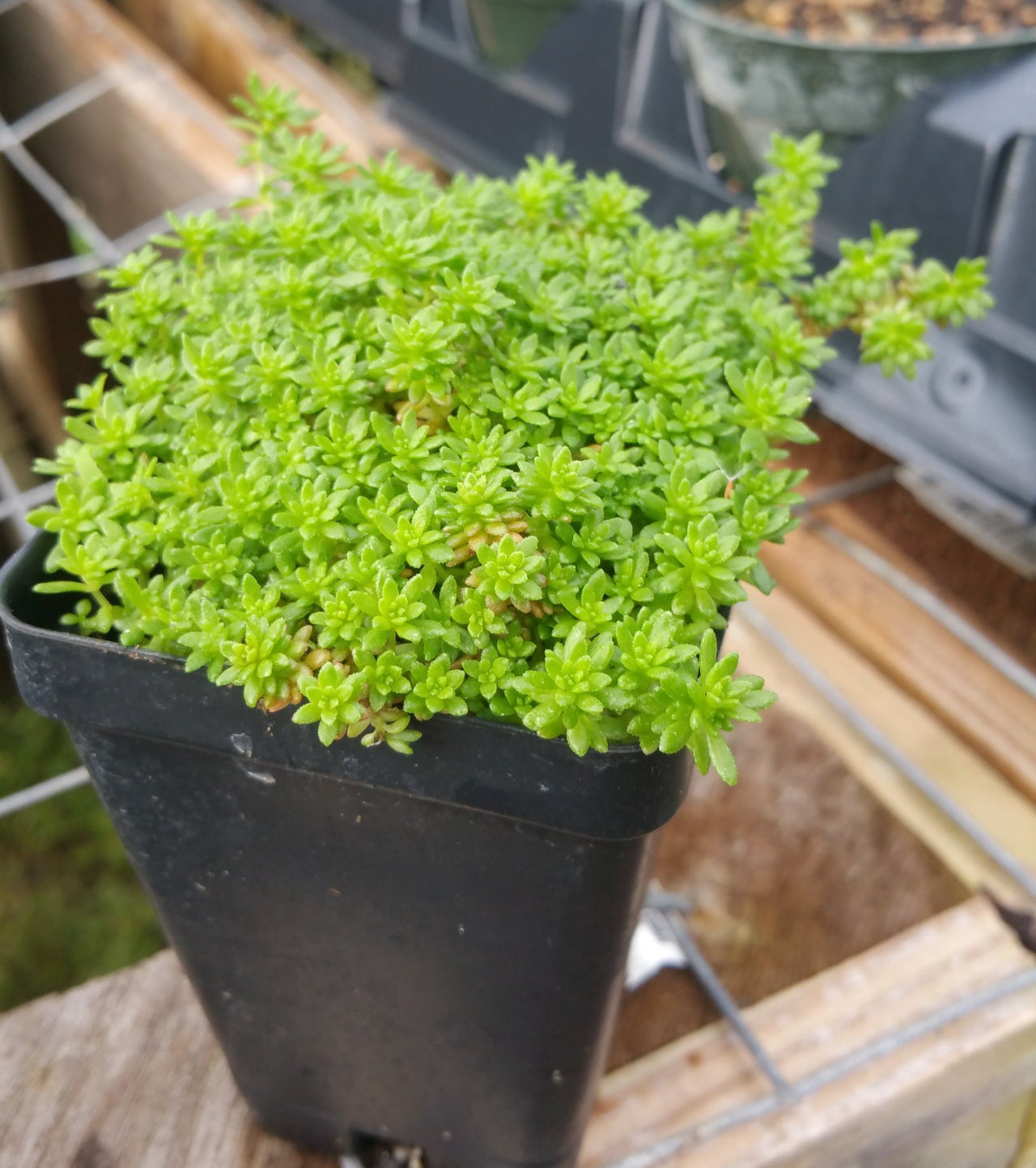 sedum a succulent Sedum --Fine Leaf Green Stonecrop--