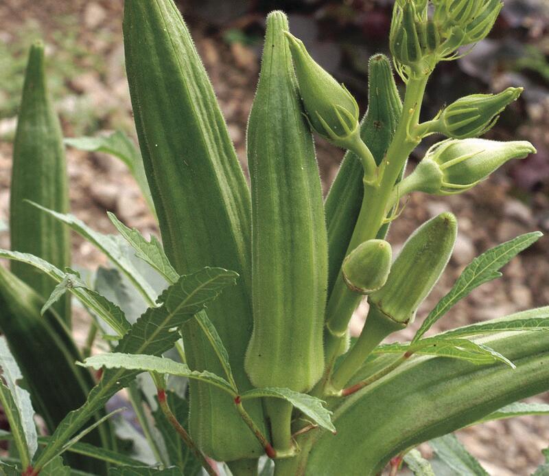 OKRA 'Cajun Jewel'