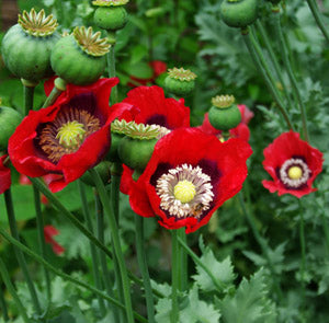 POPPY 'Turkish Red'