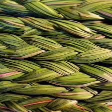 SWEETGRASS --Hierachloe odorata--