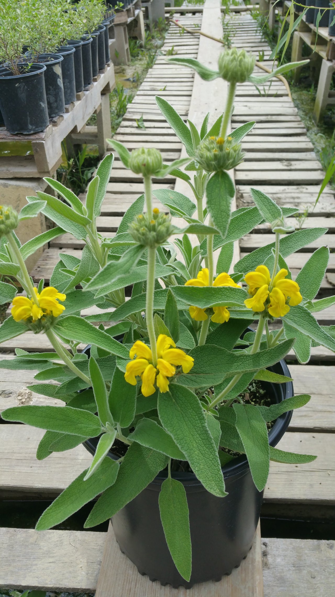 Phlomis fruticosa --Jerusalem Yellow Sage--