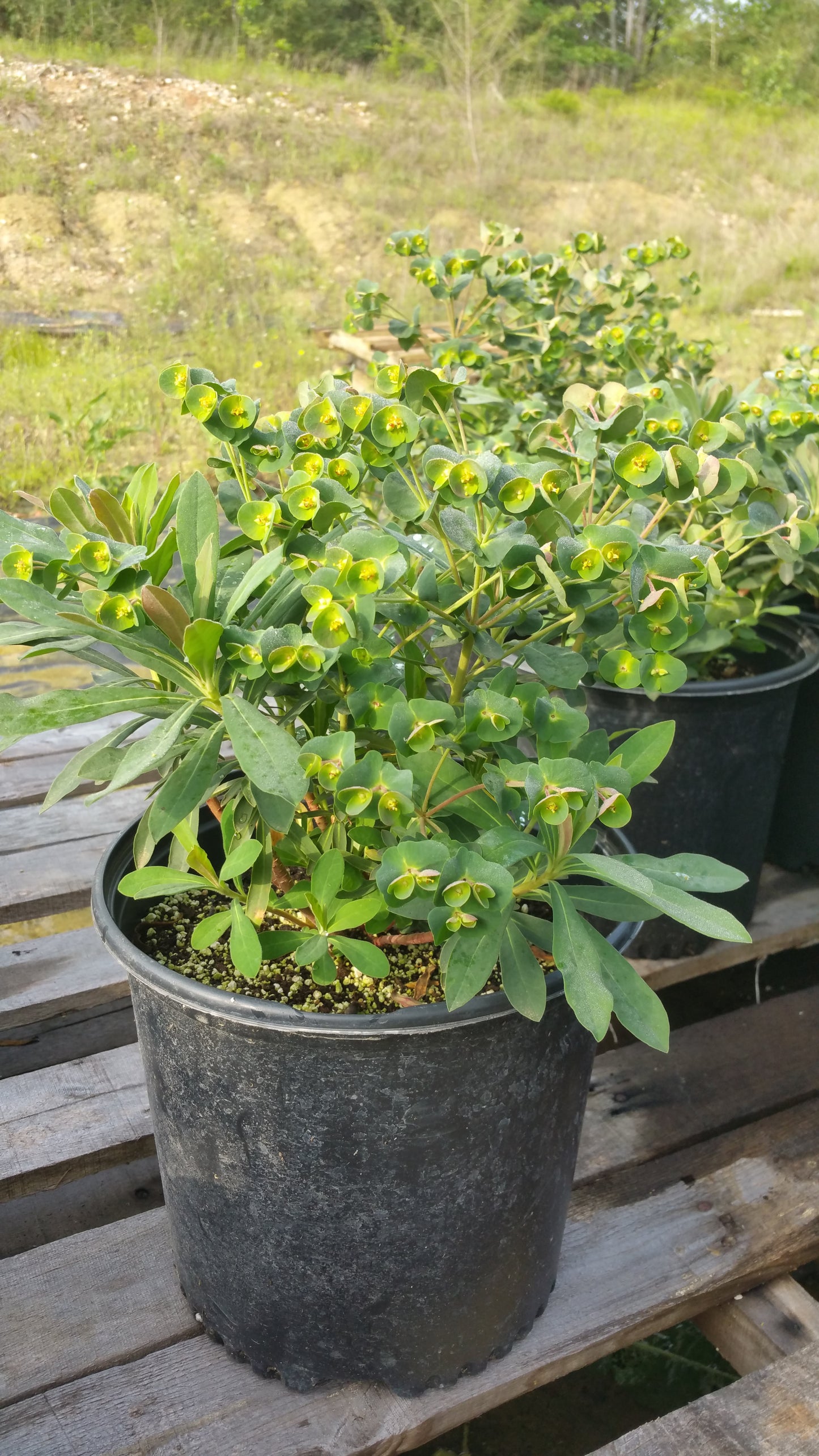 Euphorbia amygdaloides 'Purpurea' --Purple Wood Spurge--
